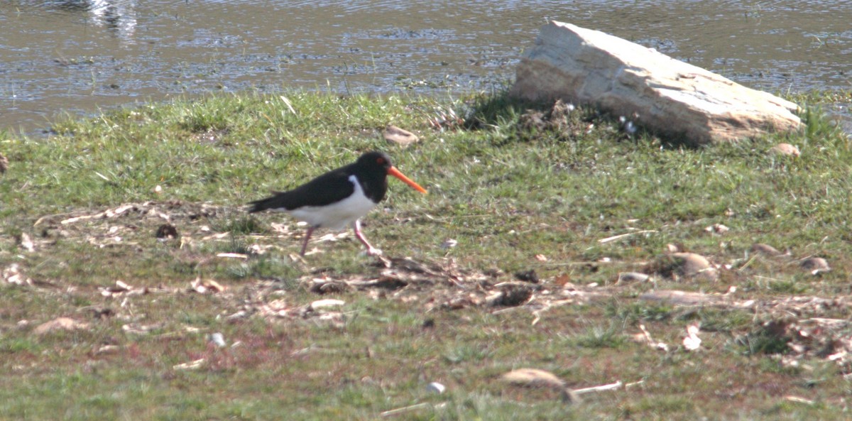 South Island Oystercatcher - ML612074159