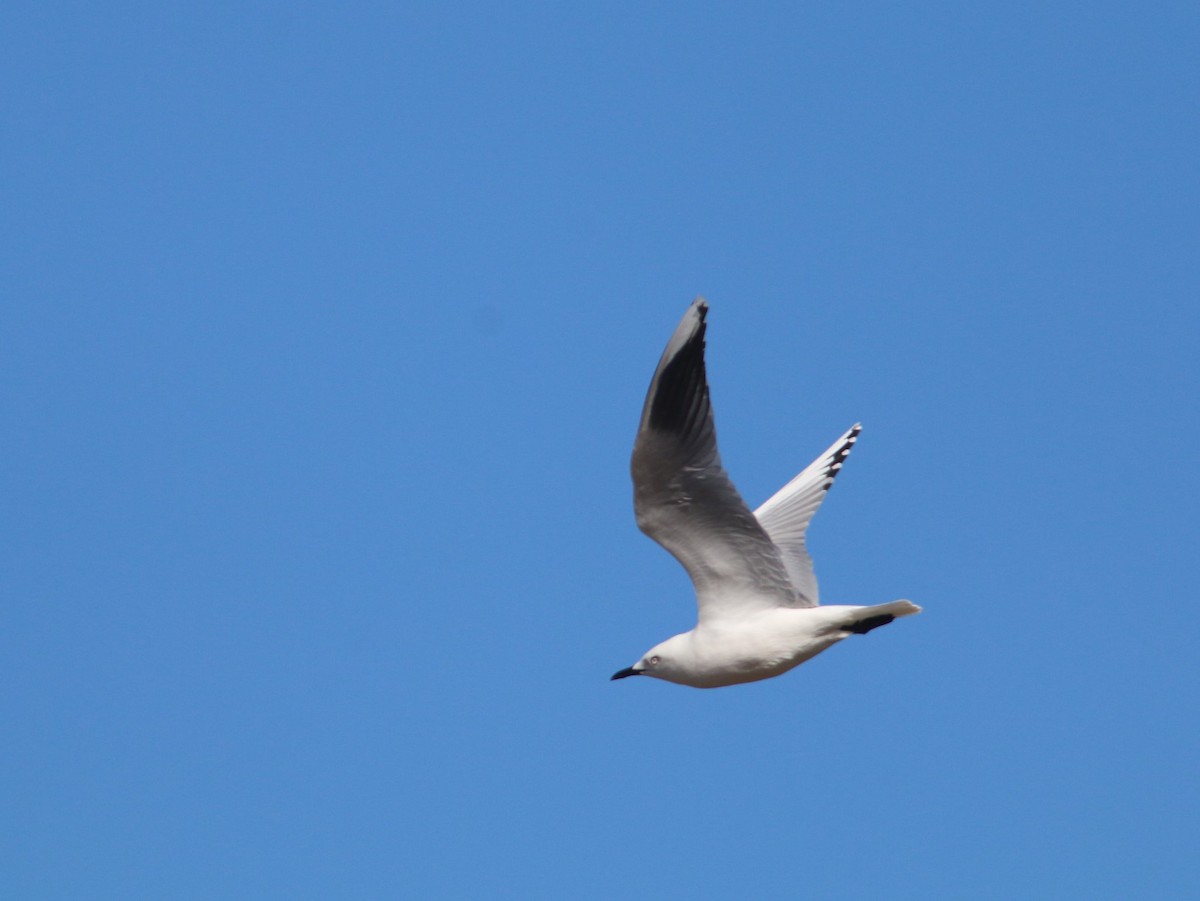 Black-billed Gull - ML612074166