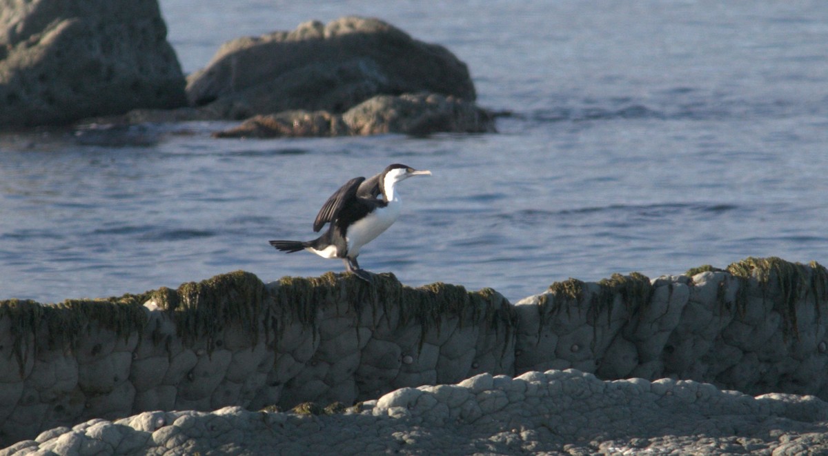 Little Pied Cormorant - ML612074180