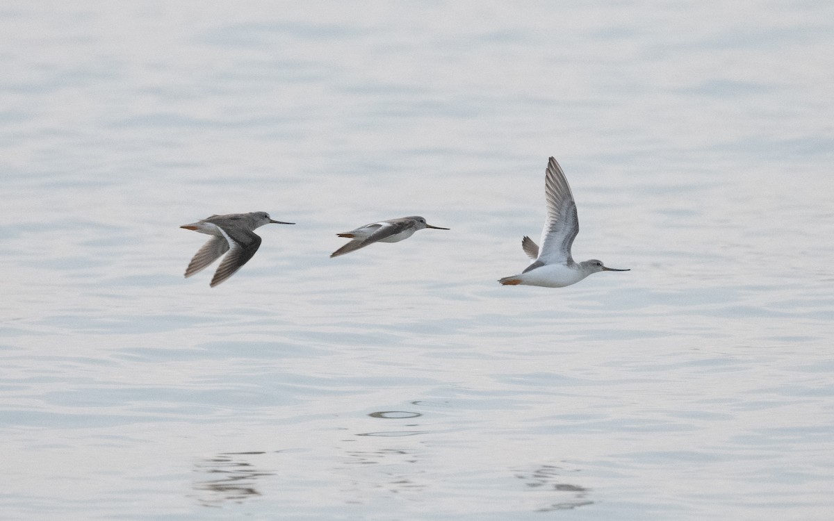 Terek Sandpiper - Emmanuel Naudot