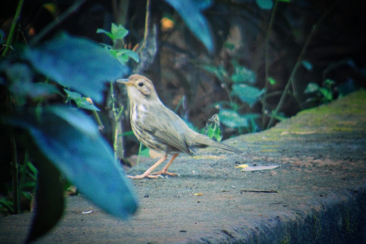 Puff-throated Babbler - ML612074237