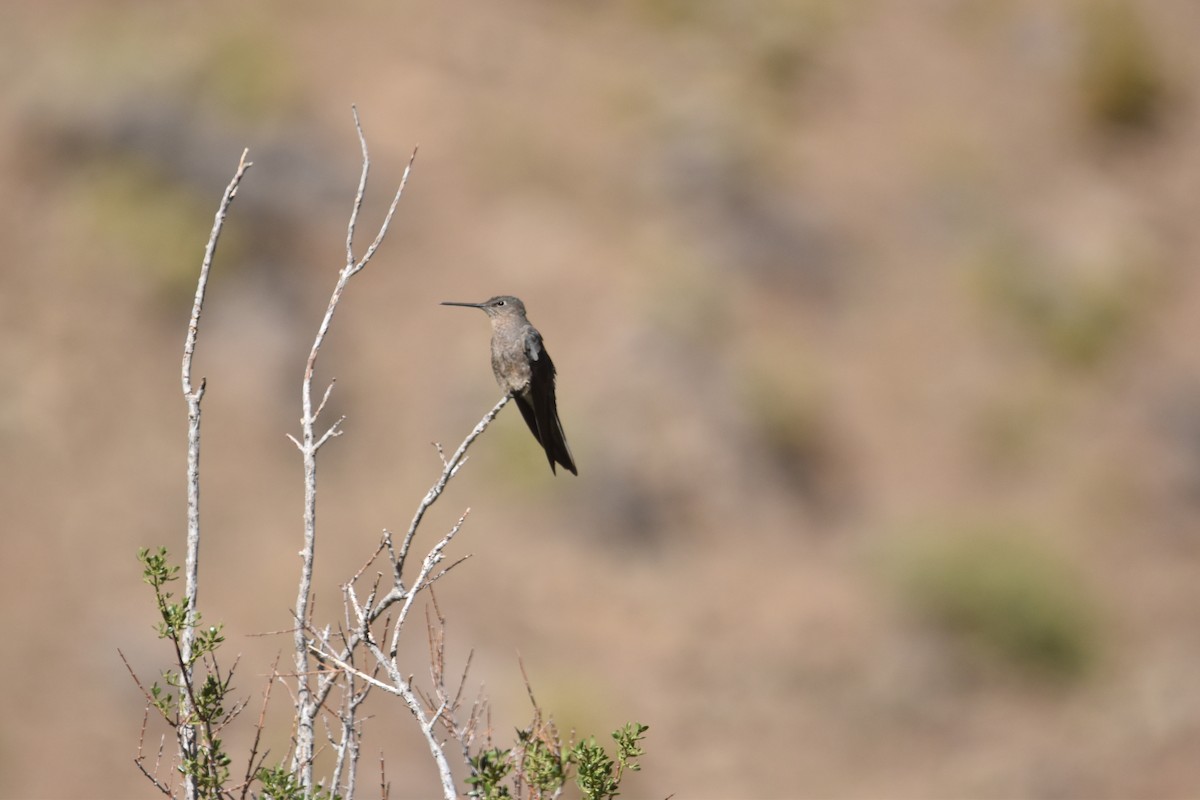 Colibri géant - ML612074246