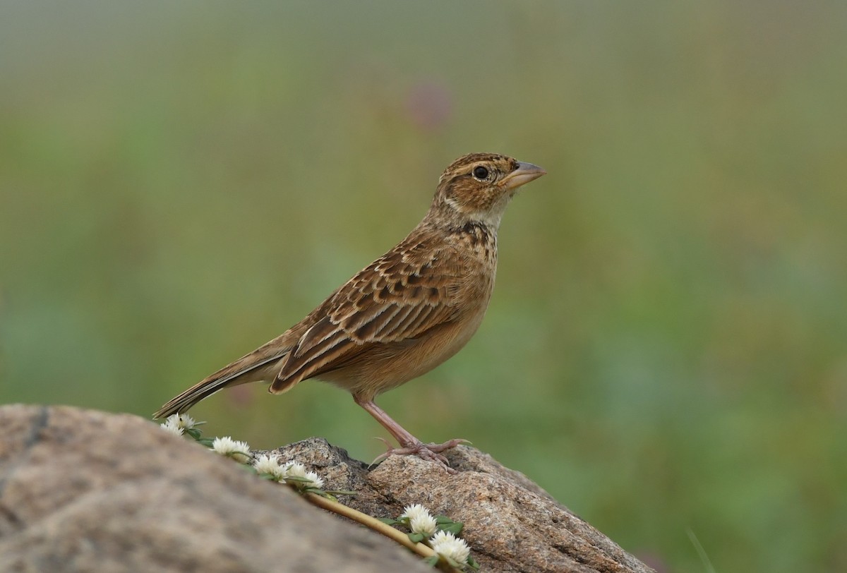 Singing Bushlark - ML612074252