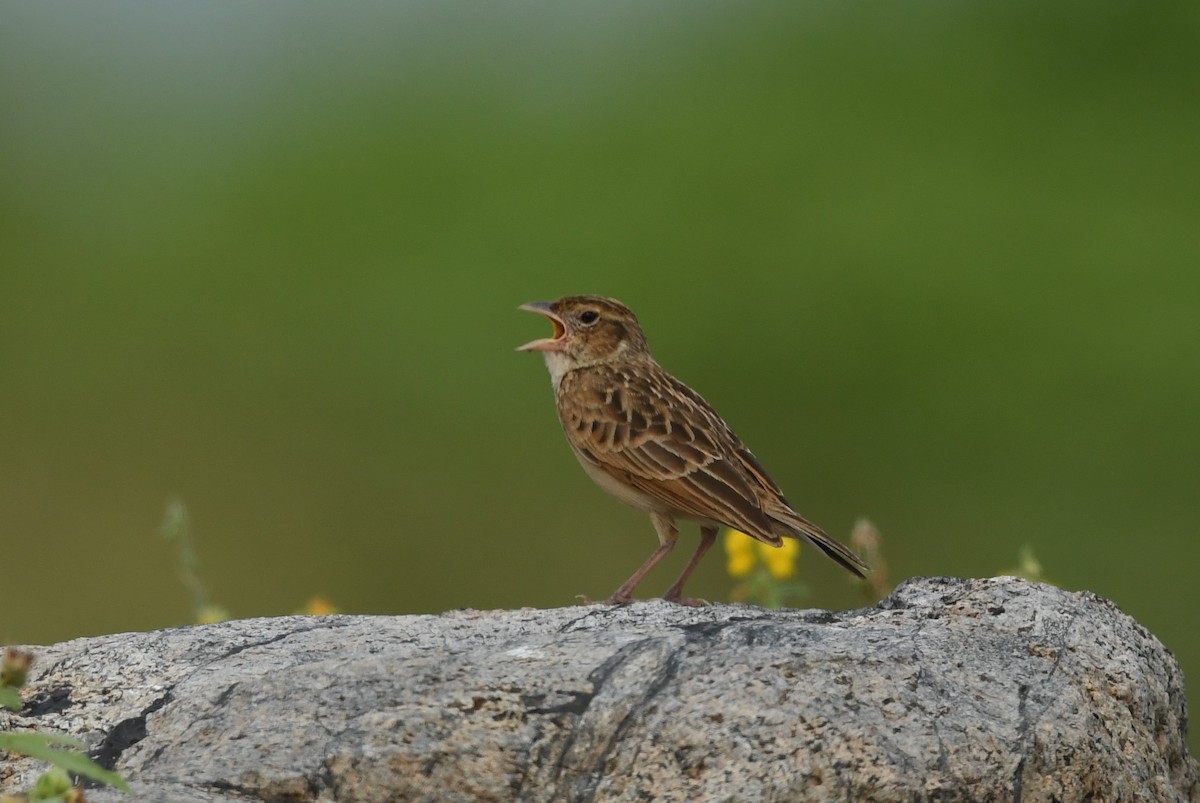 Singing Bushlark - ML612074255