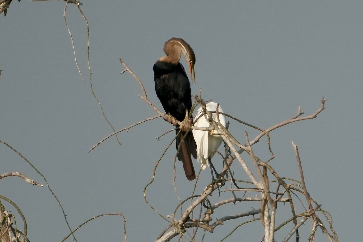 anhinga indomalajská - ML612074308