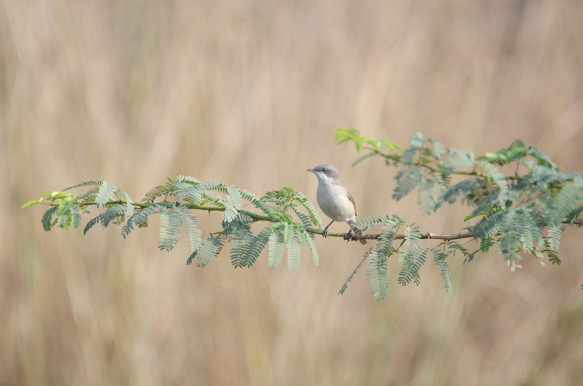 Lesser Whitethroat - Isheta Divya