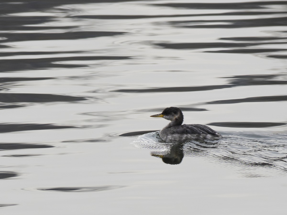 Red-necked Grebe - ML612074371