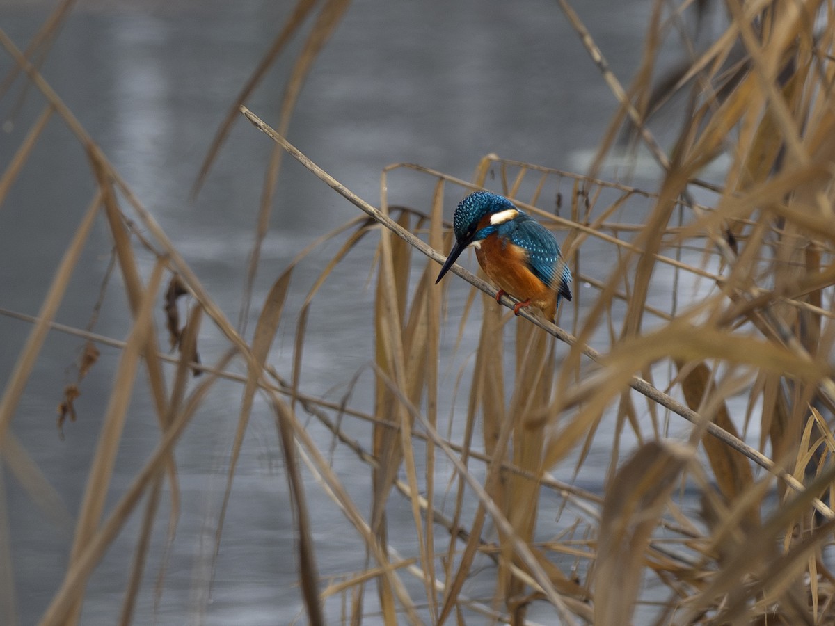 Common Kingfisher - ML612074385