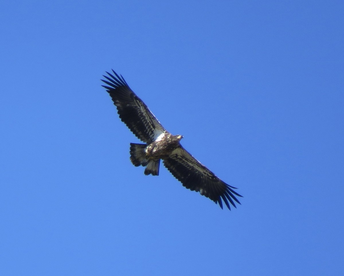 Bald Eagle - ML612074423