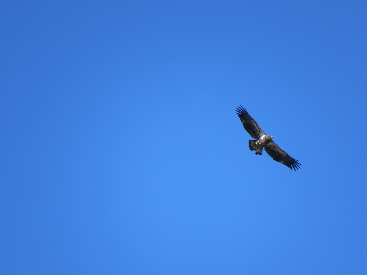 Bald Eagle - ML612074424