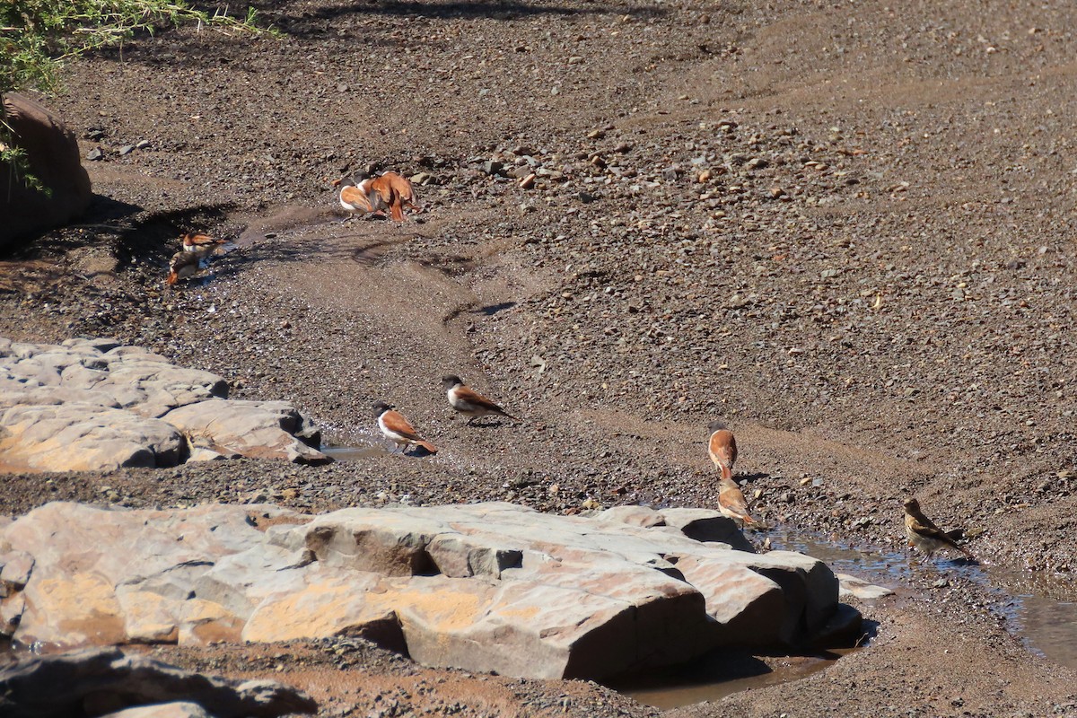 Black-headed Canary - ML612074442