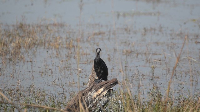 Little Cormorant - ML612074489