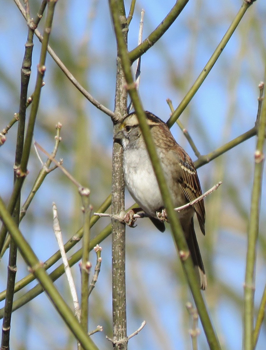 White-throated Sparrow - ML612074518