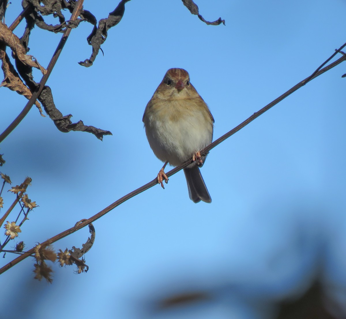 Field Sparrow - ML612074524