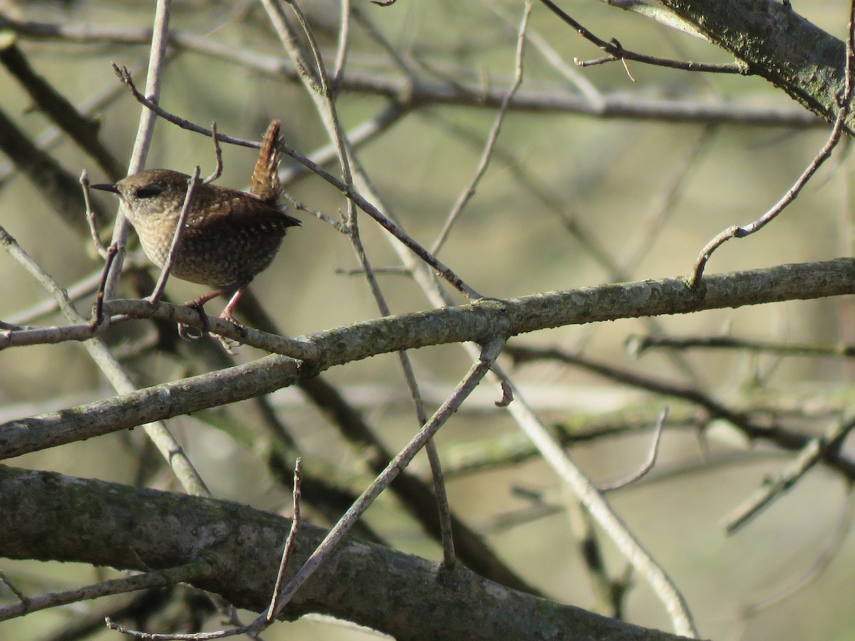 Winter Wren - ML612074527