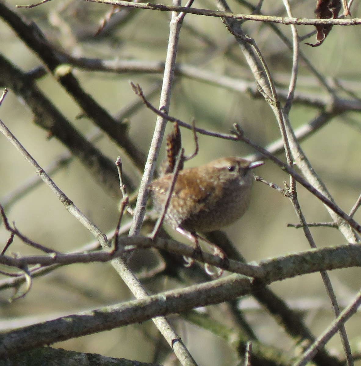Winter Wren - ML612074530