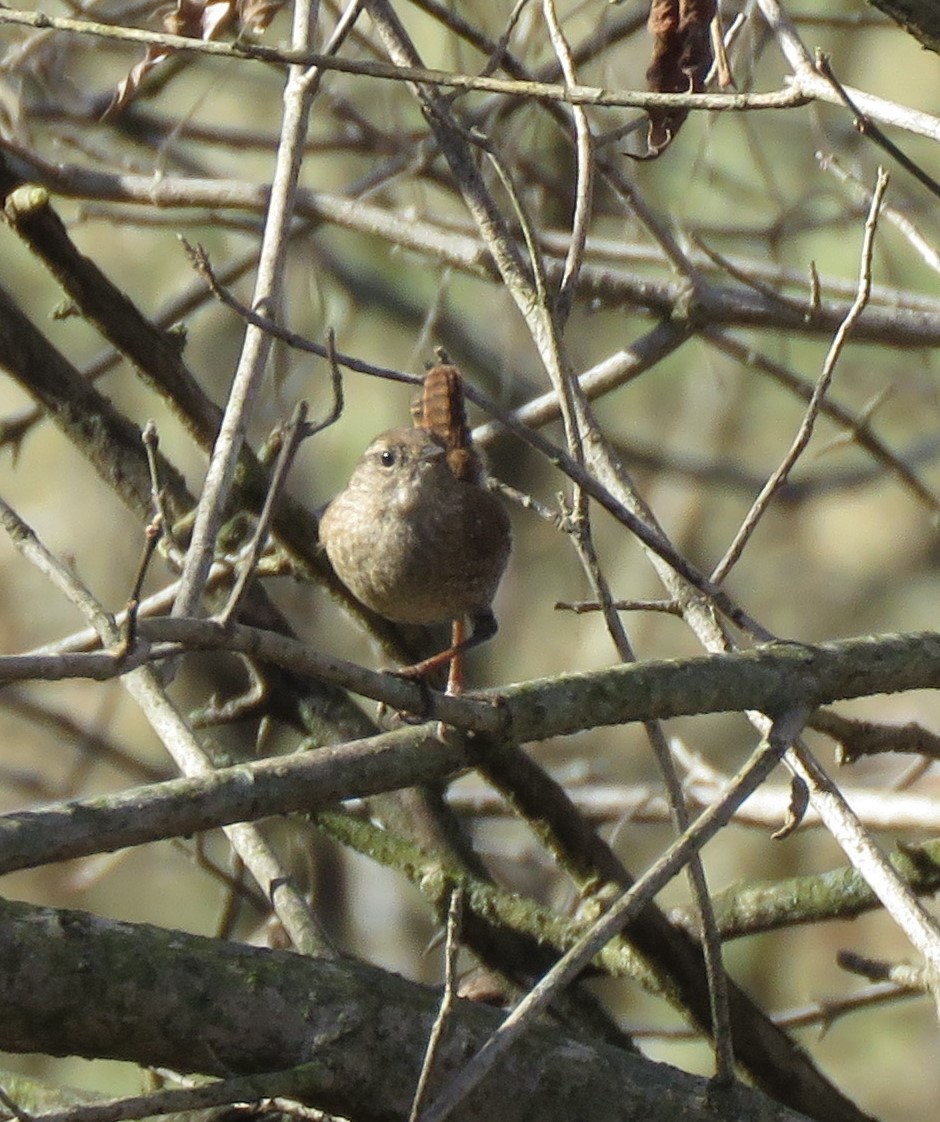Winter Wren - ML612074531