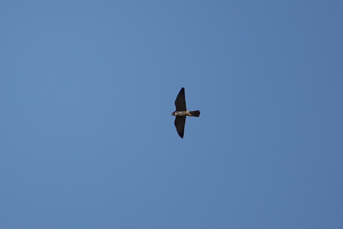 燕隼 - ML612074631