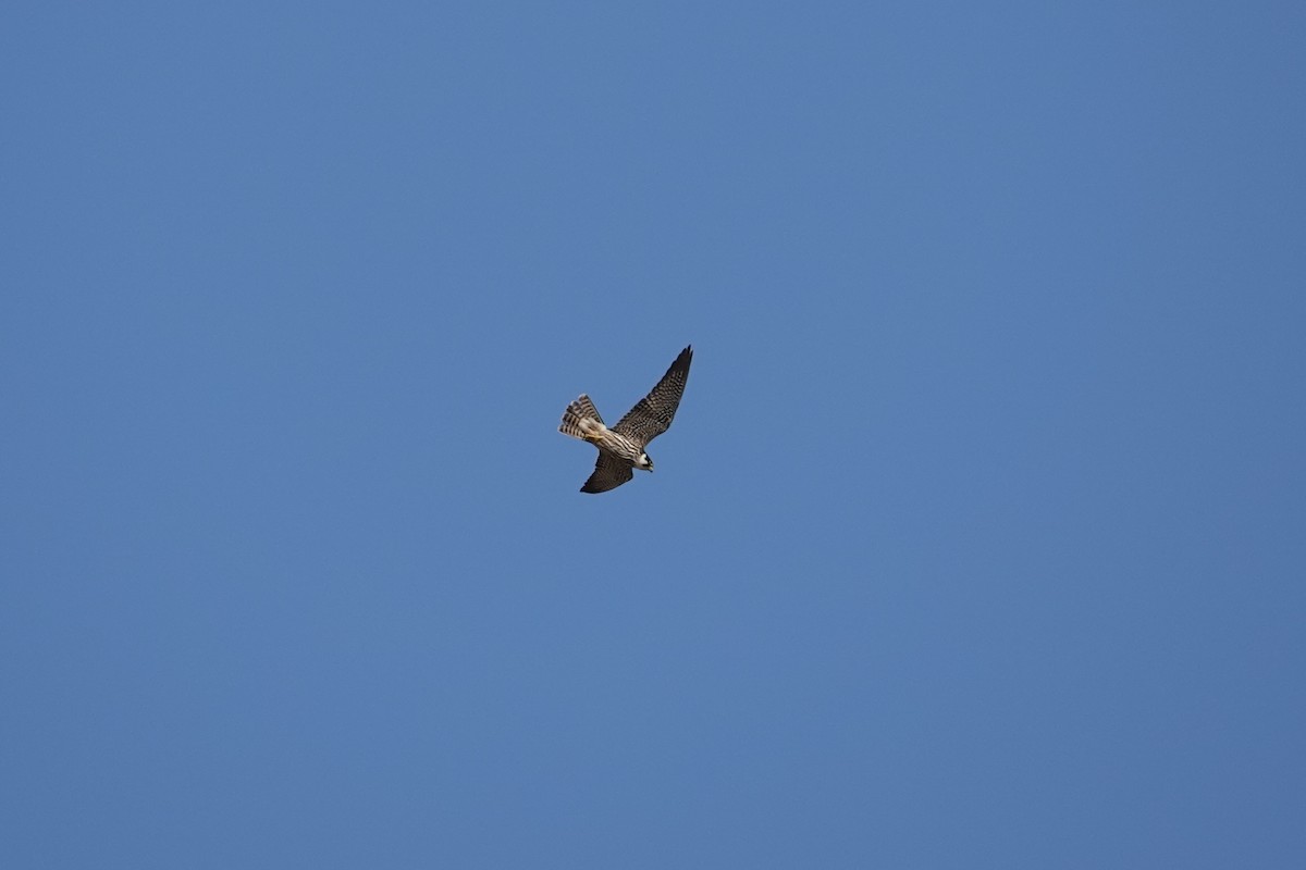 燕隼 - ML612074638