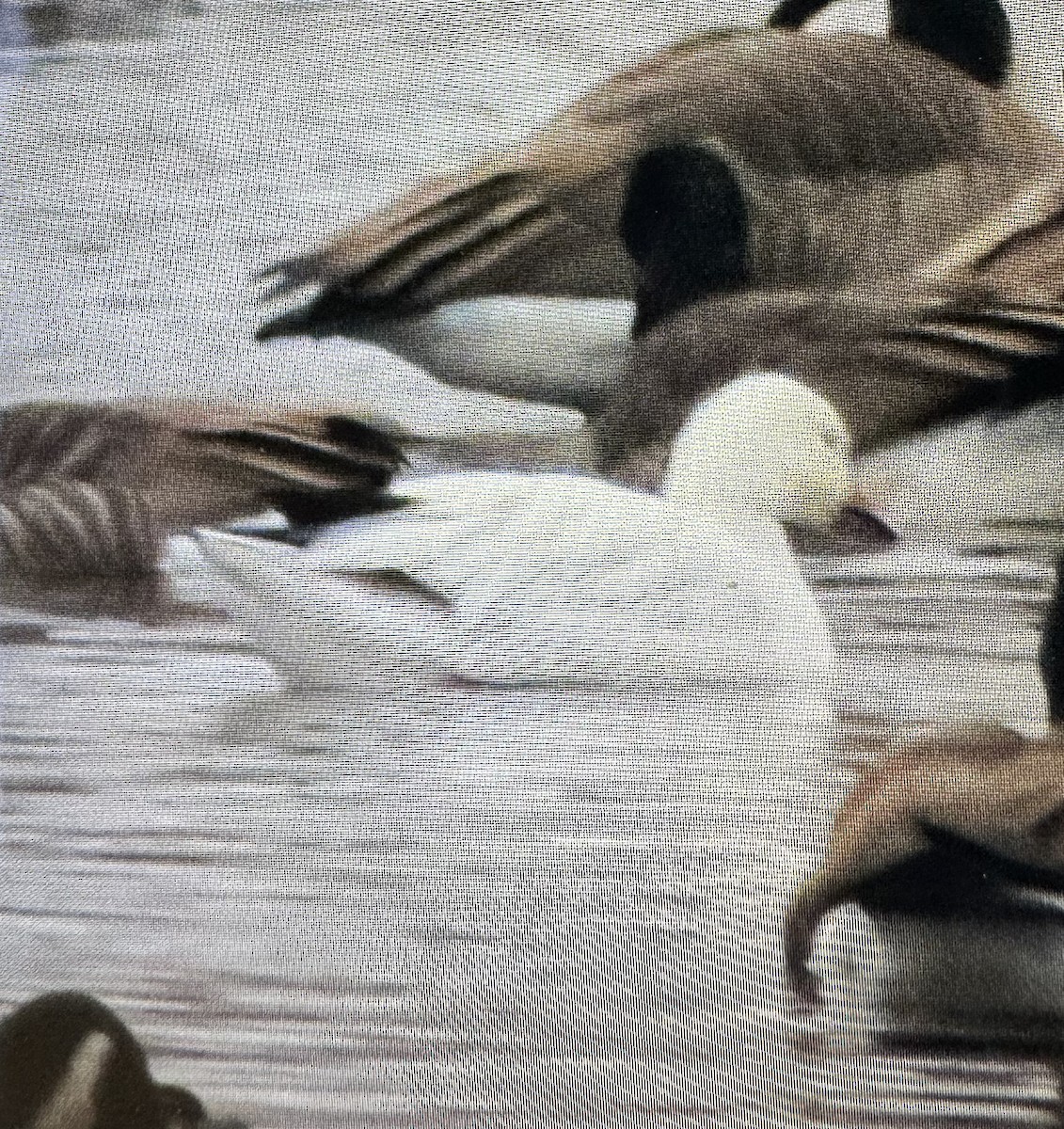 Oca delle nevi - ML612074668