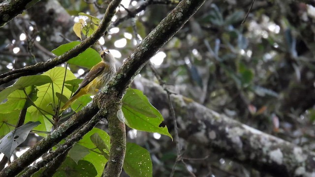 Indian Golden Oriole - ML612074677