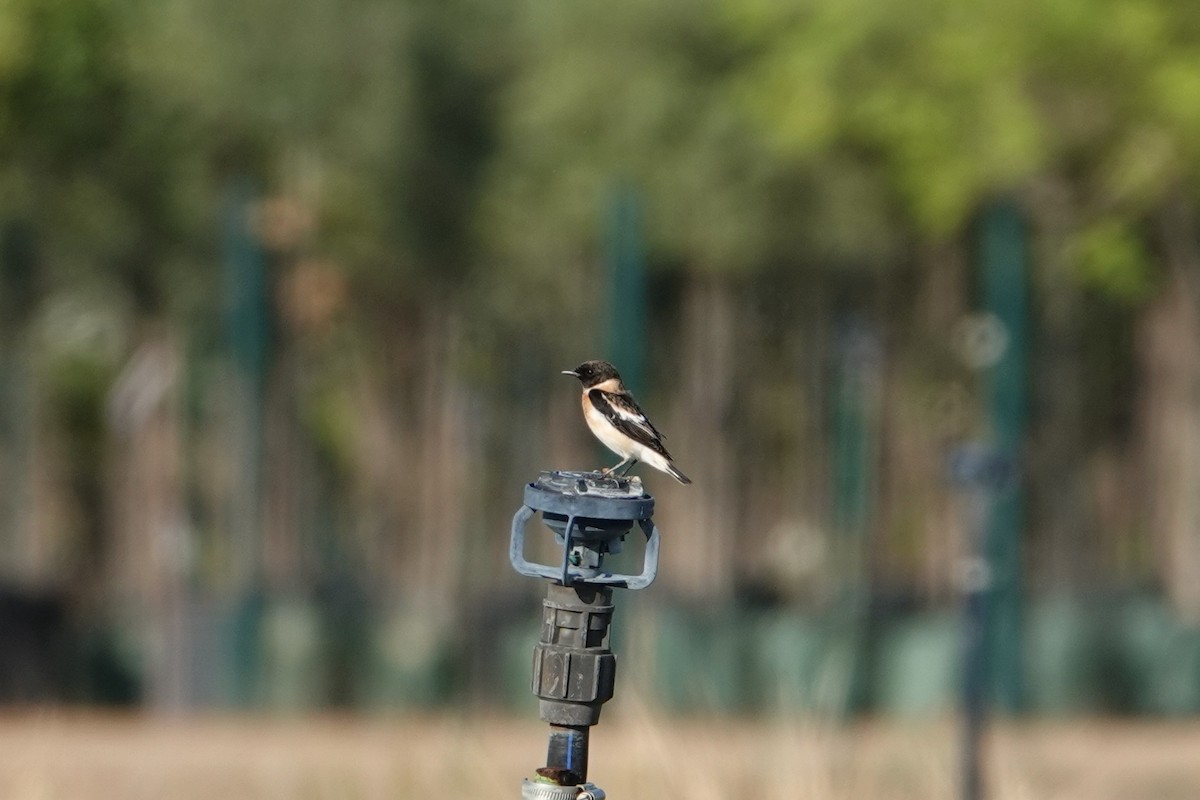 Siberian Stonechat (Caspian) - ML612074694