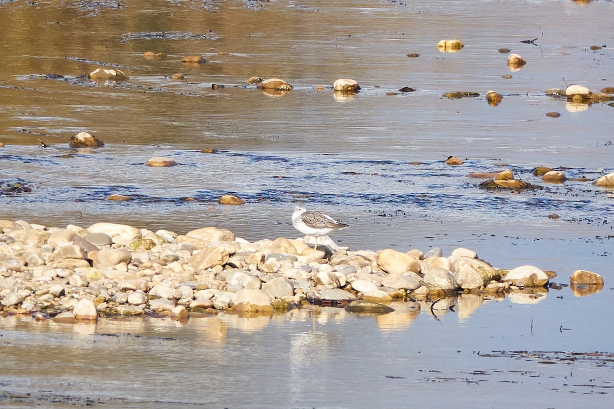 Common Greenshank - ML612074715