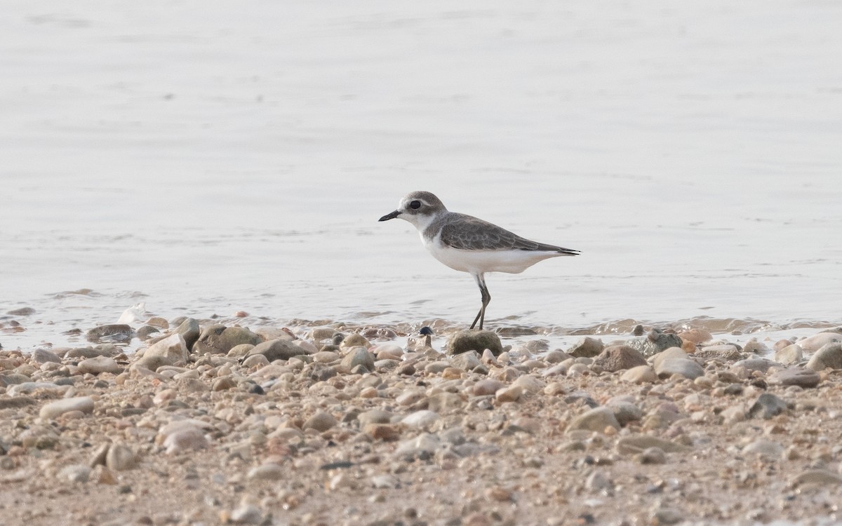 Greater Sand-Plover - Emmanuel Naudot