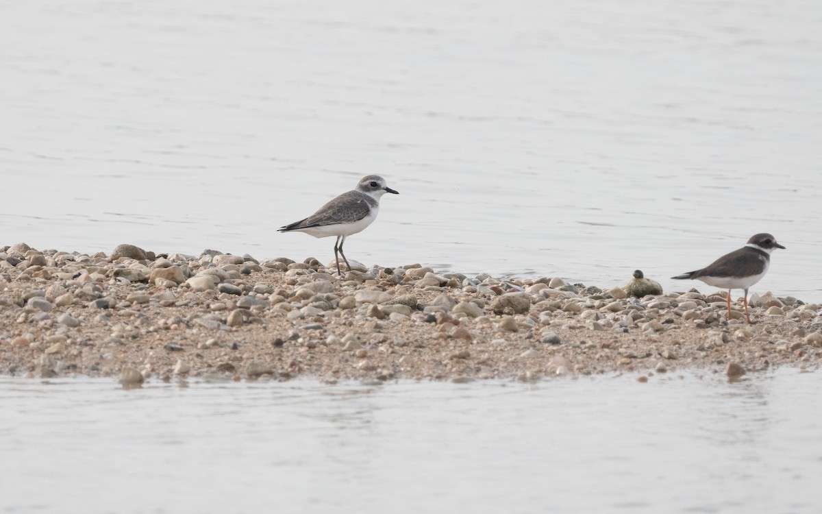 Greater Sand-Plover - ML612074720