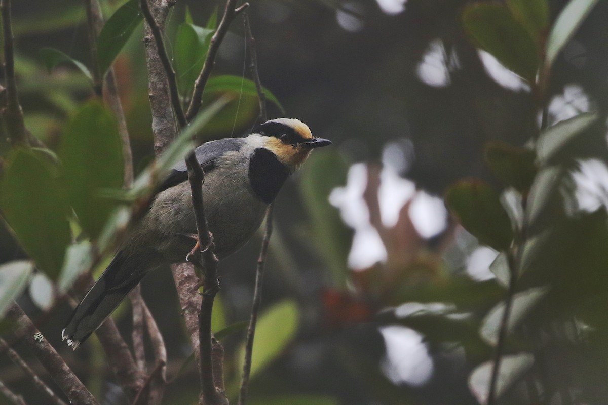 Fruit-hunter - Joshua Bergmark | Ornis Birding Expeditions