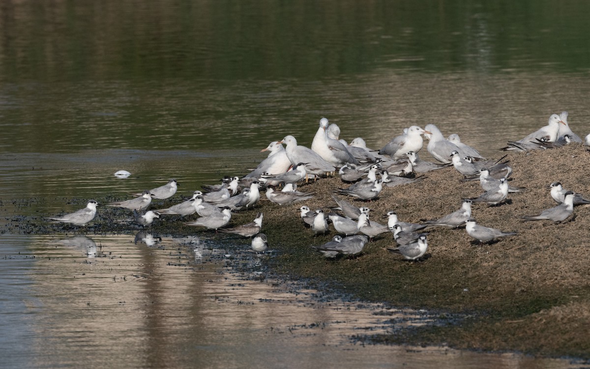 White-winged Tern - ML612074735