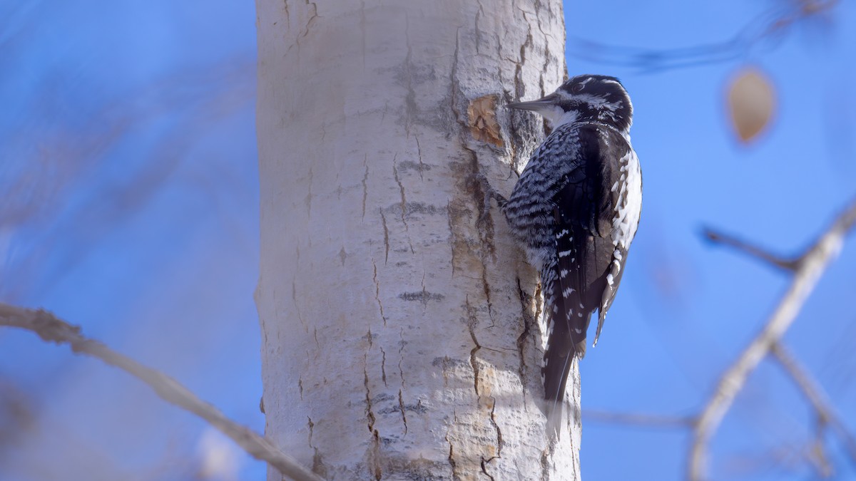 Eurasian Three-toed Woodpecker - ML612074744