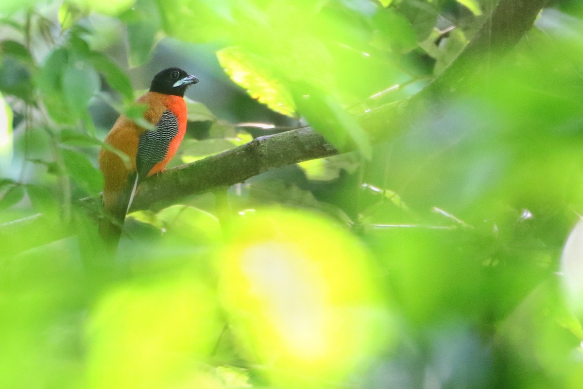 Zimtbürzeltrogon - ML612074757