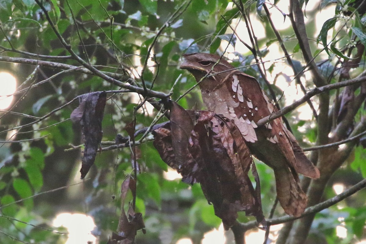 Dulit Frogmouth - Joshua Bergmark | Ornis Birding Expeditions