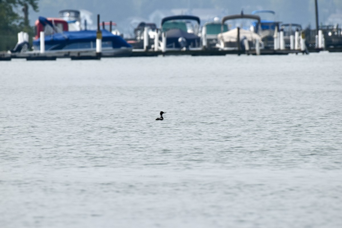 Red-breasted Merganser - Anna Shaheen