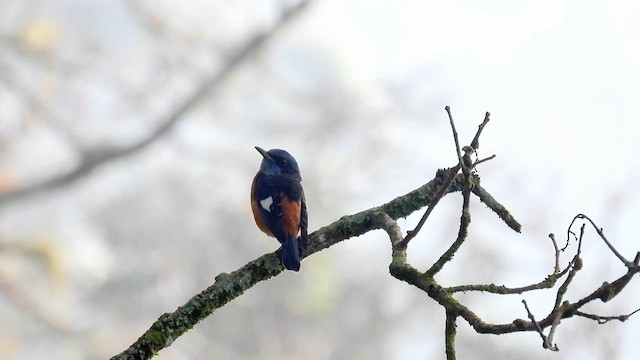 Blue-capped Rock-Thrush - ML612074791