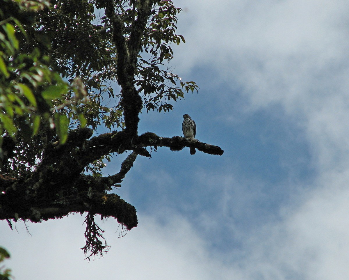 Sulawesi Goshawk - ML612074849