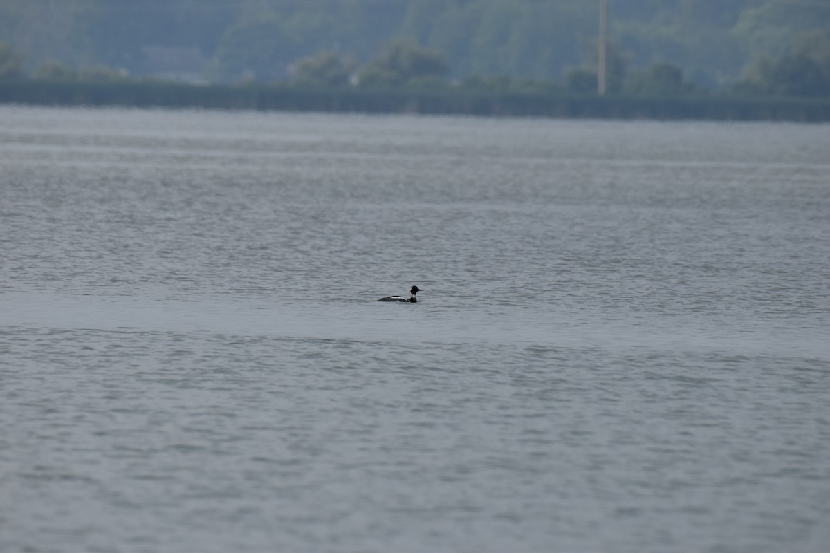 Red-breasted Merganser - ML612074854