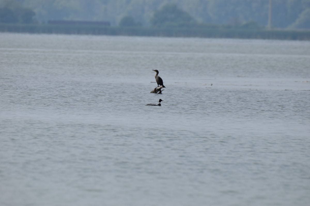 Red-breasted Merganser - ML612074858