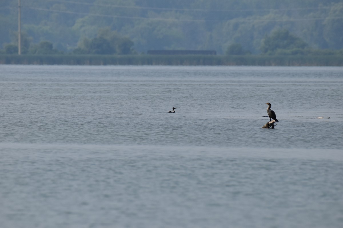 Red-breasted Merganser - ML612074867