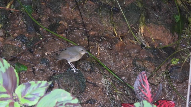 Indian Blue Robin - ML612074966