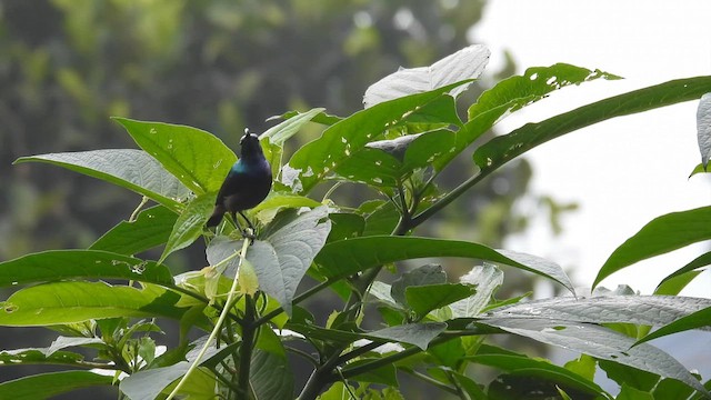 Lotennektarvogel - ML612074976