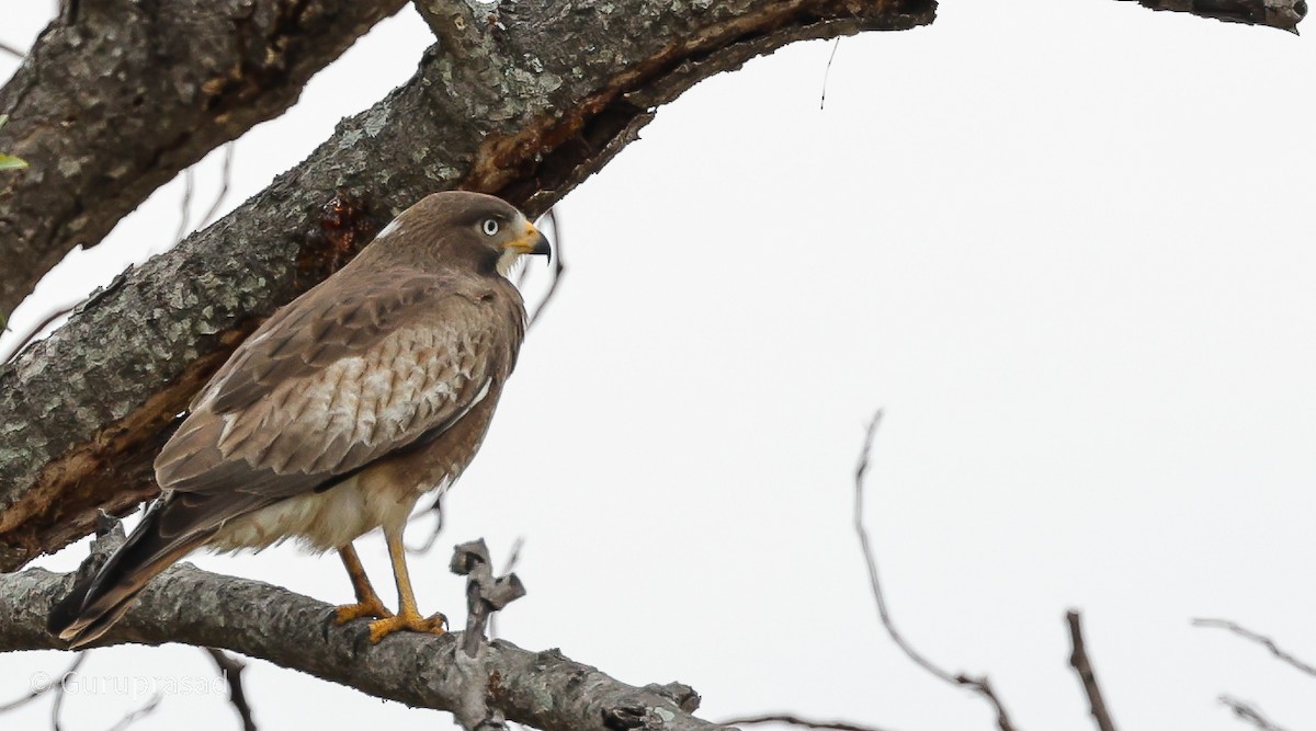 White-eyed Buzzard - ML612075013