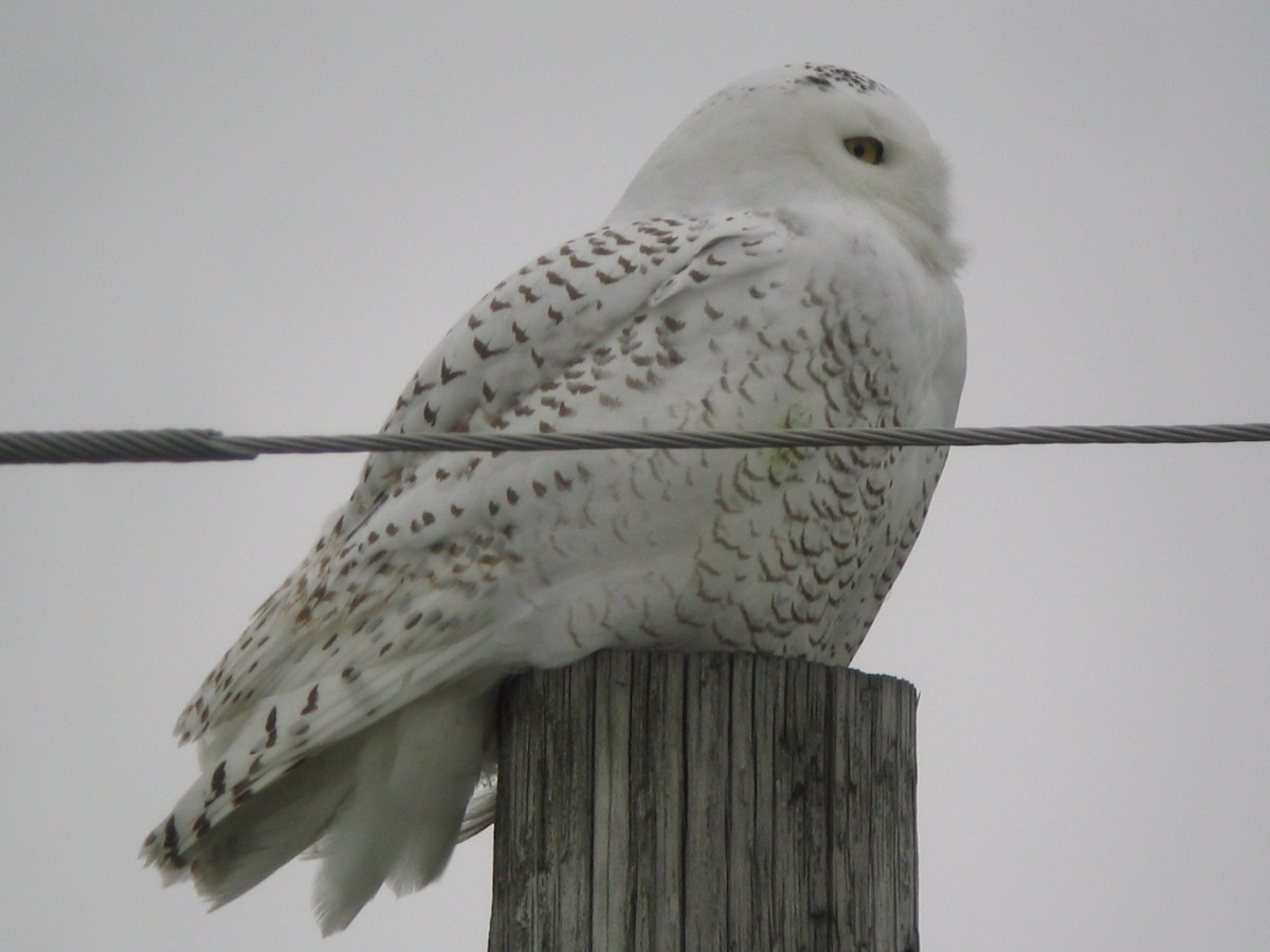 Snowy Owl - ML612075106