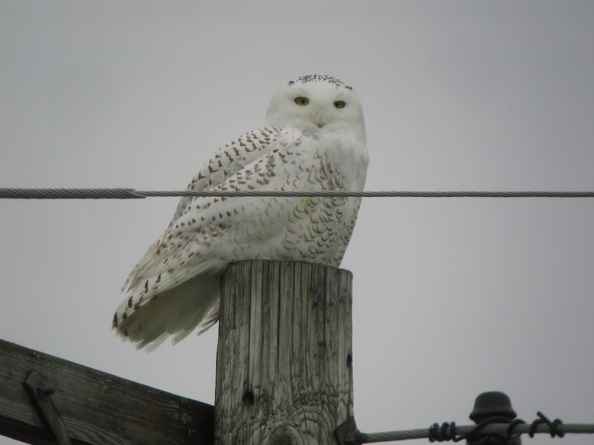 Harfang des neiges - ML612075110