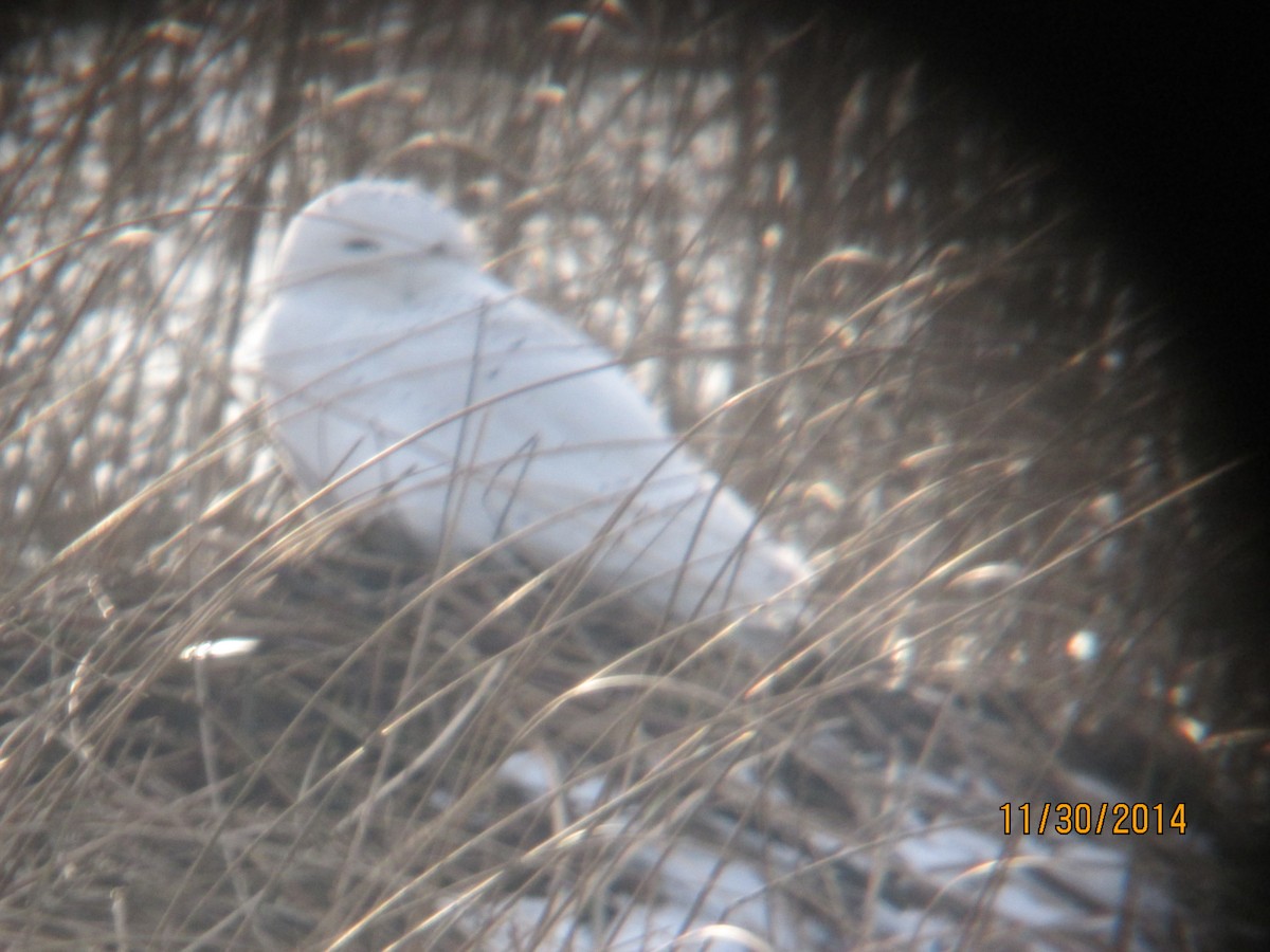 Snowy Owl - ML612075135