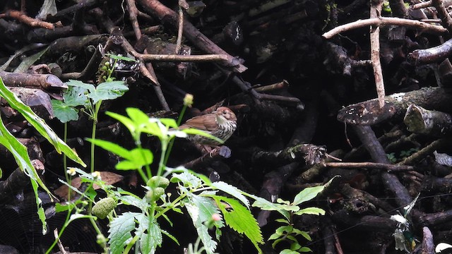 Puff-throated Babbler - ML612075174