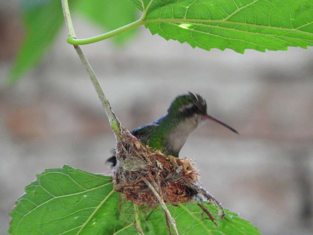 kolibřík lesklobřichý - ML612075204