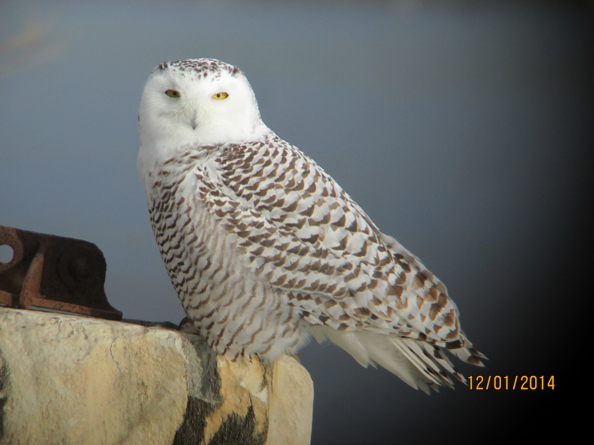 Snowy Owl - ML612075207