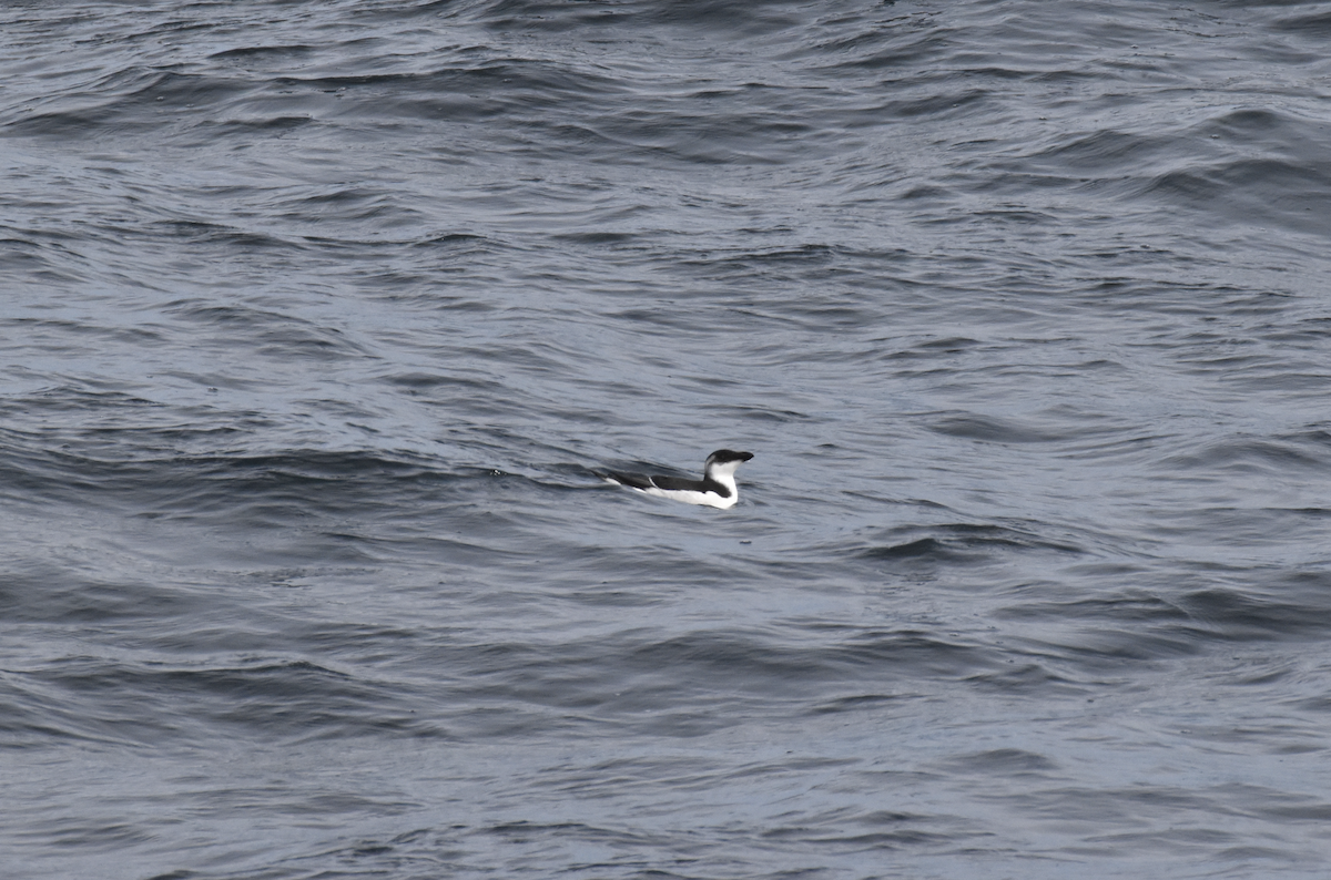 alka malá - ML612075246